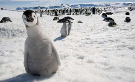 企鹅也怕冷吗