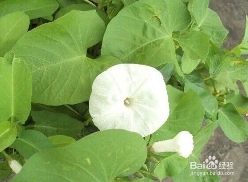 家庭怎样无土种植空心菜 水培空心菜 百度经验