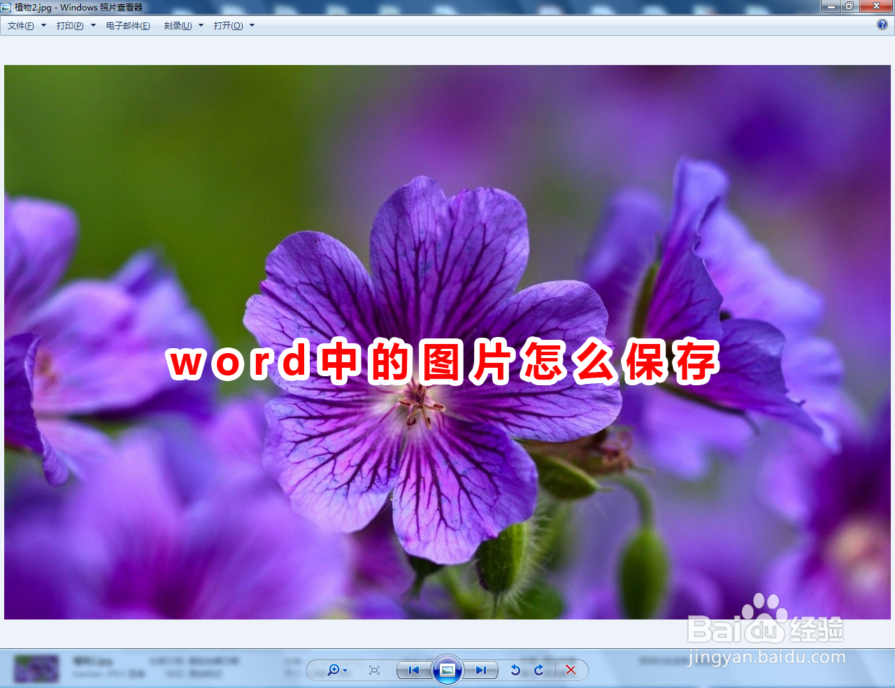 word中的图片怎么保存
