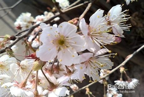 把春天的樱花朵朵拍出风采 手机拍
