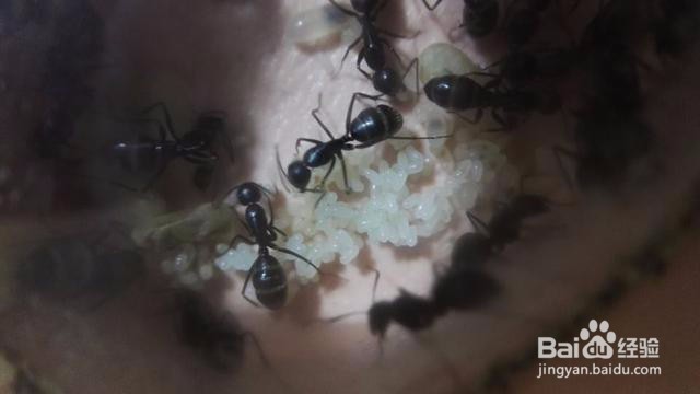 新手如何养好蚁后