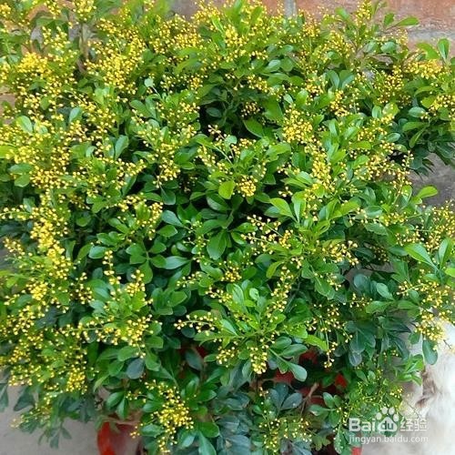 阳台种植什么样的花可以晒不死
