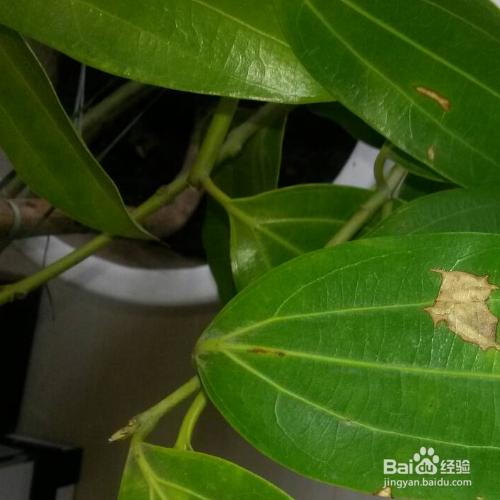 平安树叶子发黄怎么处理怎么补救