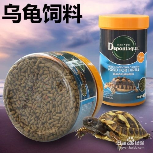养龟让你的生活别具一格