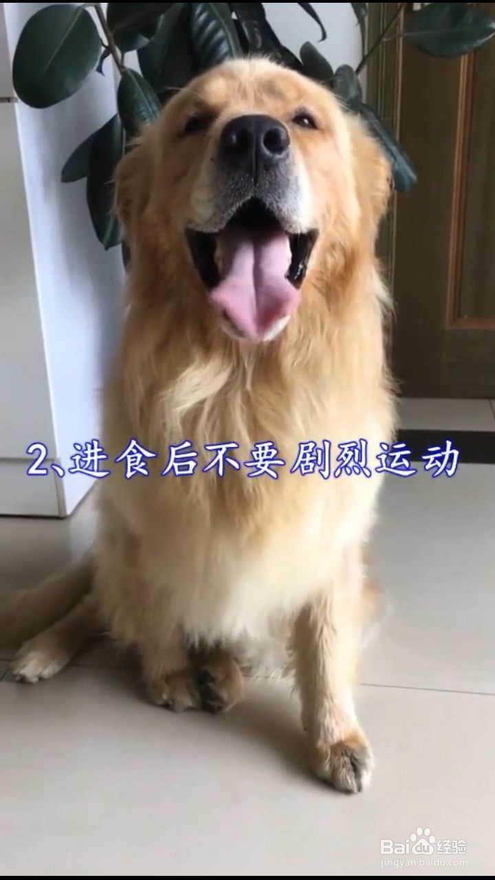 如何发现狗狗胃扭转及如何预防