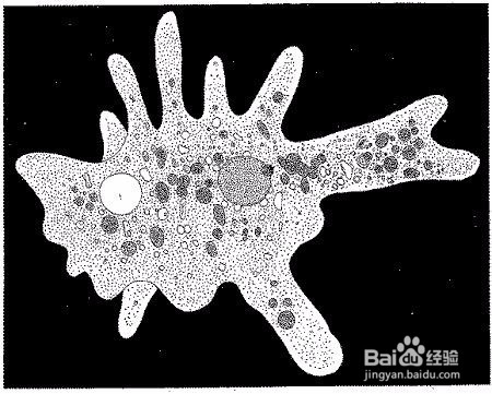 如何培育变形虫