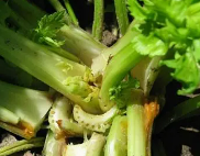 芹菜重茬如何解决