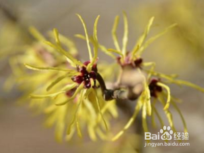 金缕梅的开花时间