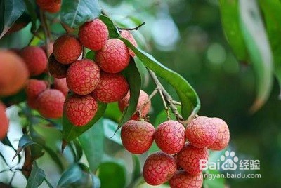 女性补血吃什么好？