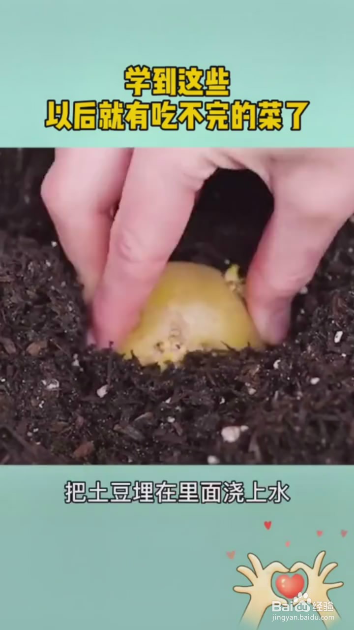 如何在家里种植蔬菜