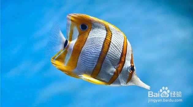 水混浊，有碍观赏怎么办