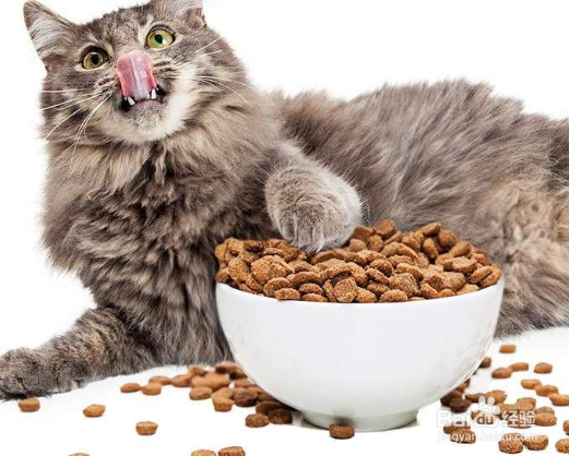 小猫吐白沫不吃东西怎么办