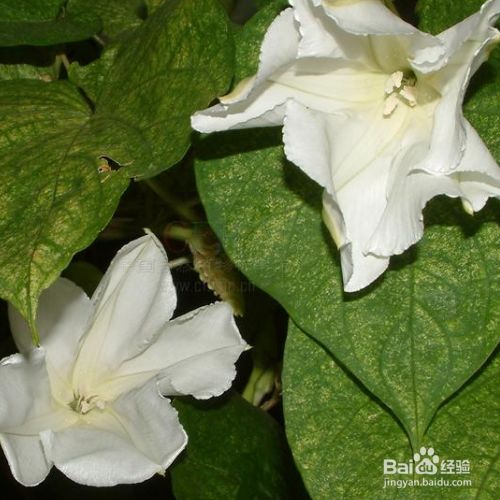 月光花多肉植物怎么养殖 百度经验