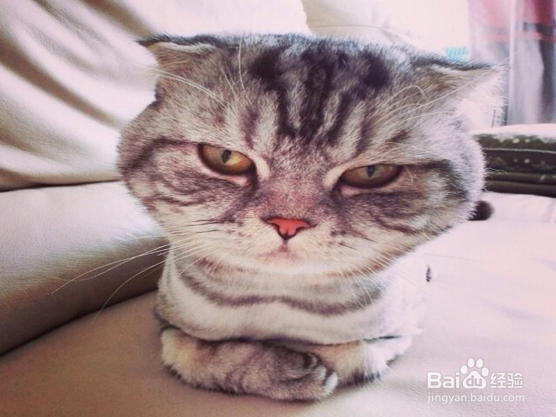 养猫有什么好处呢