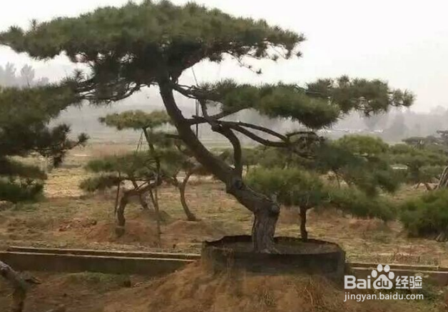 嫁接松怎么造型