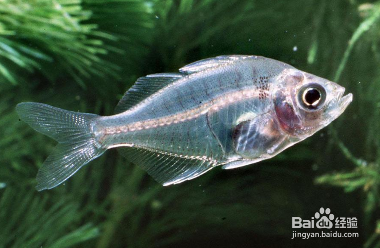 鱼的记忆到底有多久