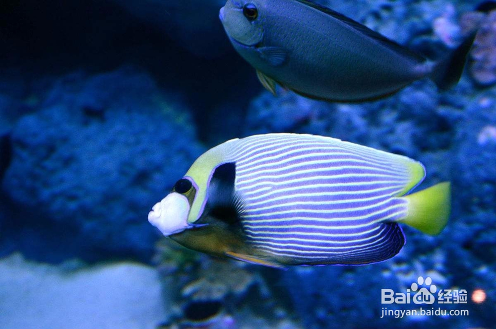 怎样预防海水鱼的细菌性出血病