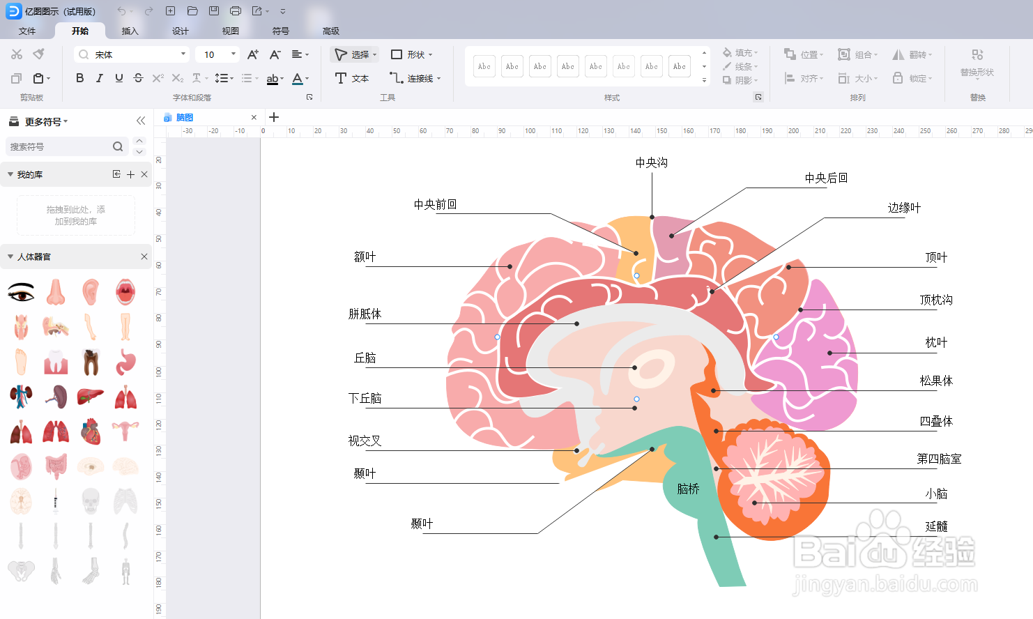 怎么用亿图图示软件绘制“人体大脑图”