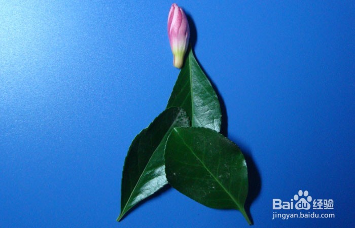 植物拼装画之田园之乐