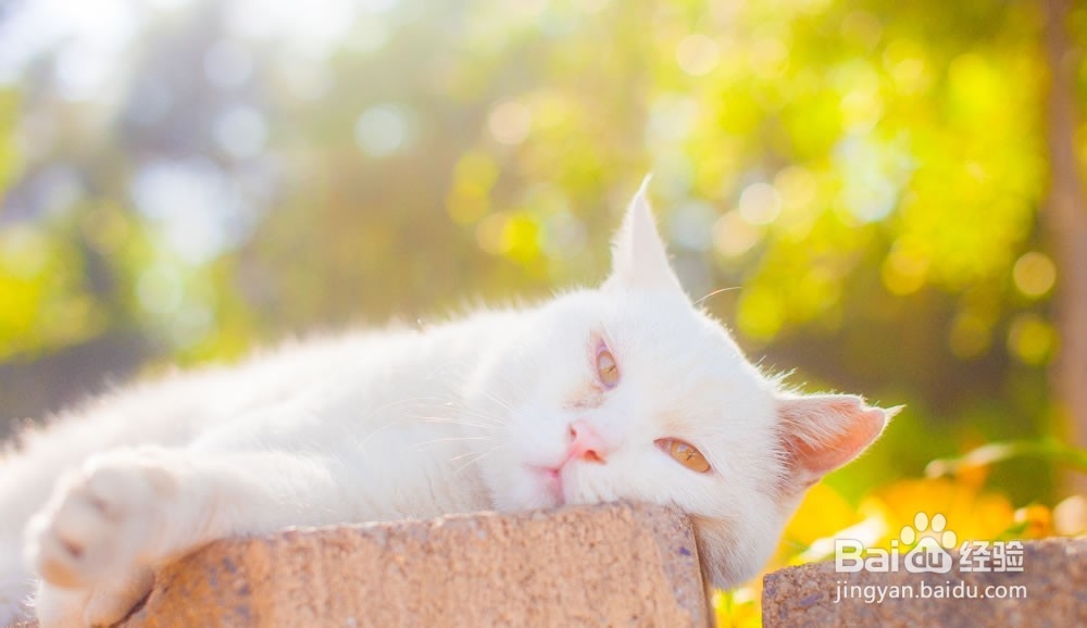 快速减肥的有效方法|快速减肥的最佳方法