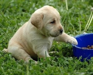 金毛犬和拉布拉多犬有什么区别？如何辨别它们？