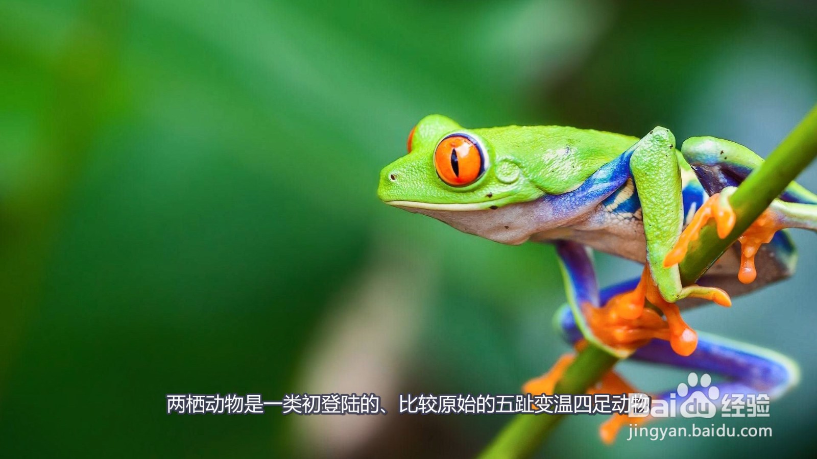 两栖动物有哪些