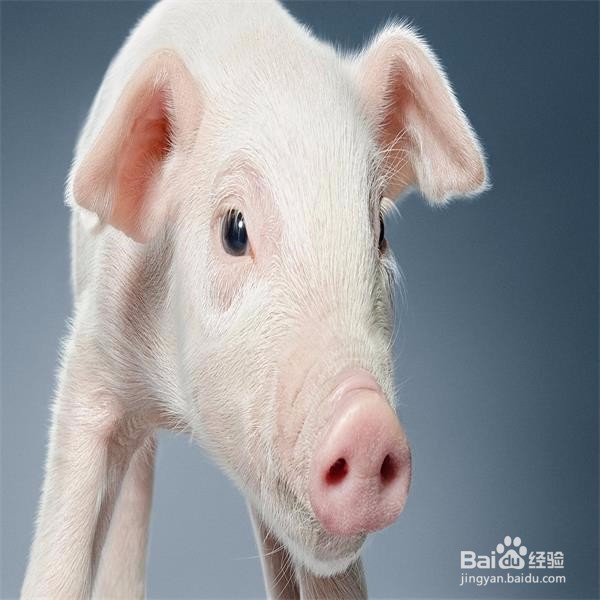 杀猪怎样才能让猪死得快？