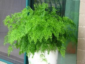 那些吸毒的植物们