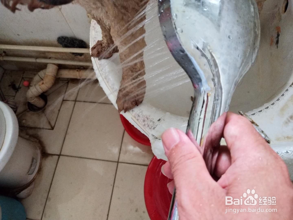 如何为家里的宠物狗洗澡