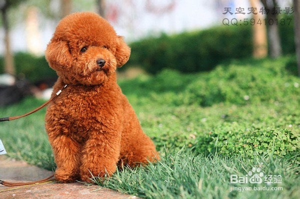 狗狗,我的世界不能没有你