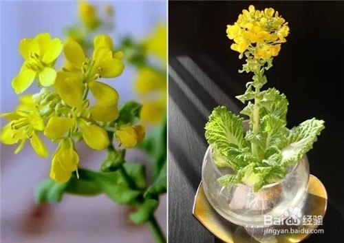 这7种菜放到水里就能长成盆栽，再也不用买花了