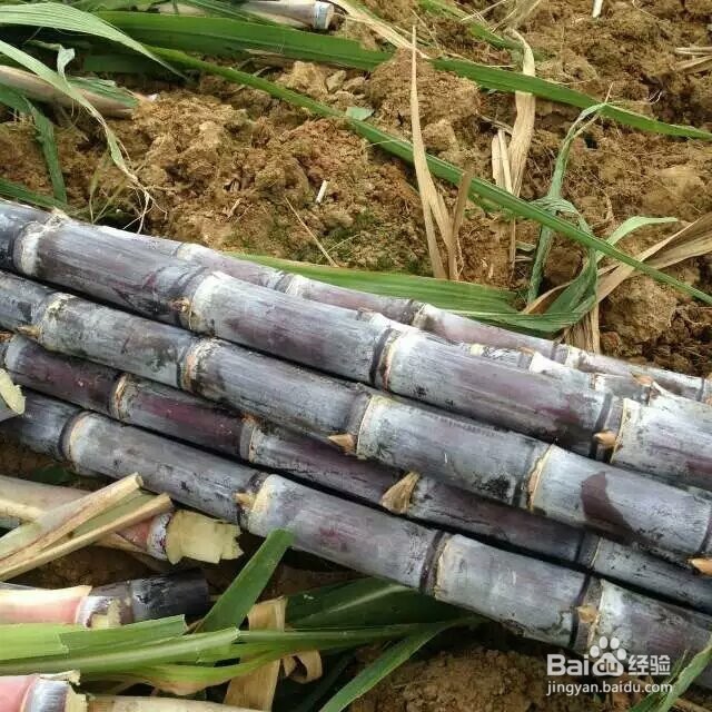 红糖烘干机蔗糖烘干机的生产过程展示