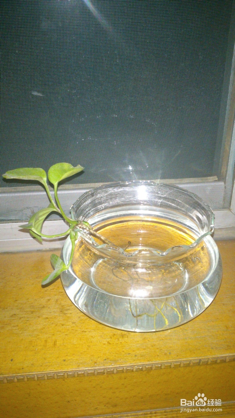 小植物让生活充满生机