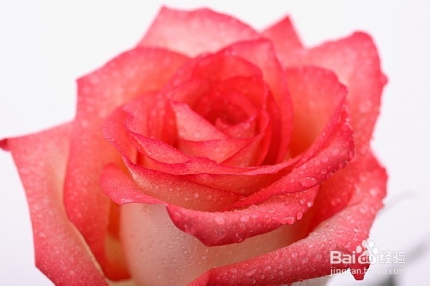 如何制作便宜好用的爽肤水