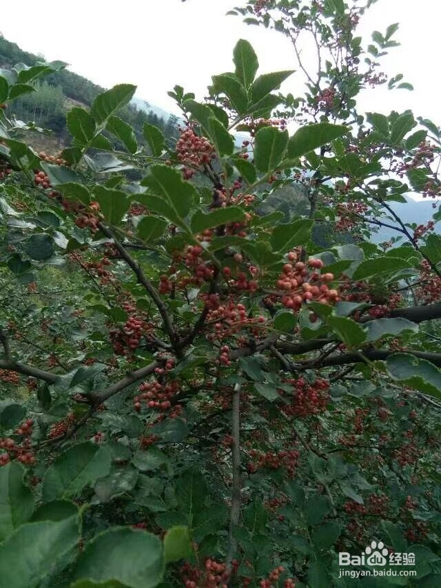 花椒烘干机的烘干效果