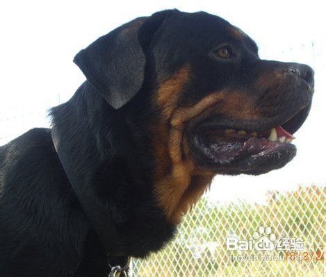 罗威纳犬多少钱