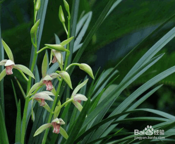 盆栽兰花施肥方法及注意事项