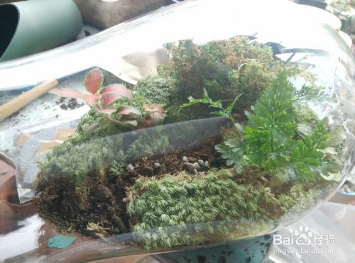 苔藓植物微景观制作步骤