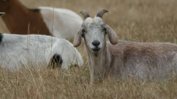 山羊有什么本领