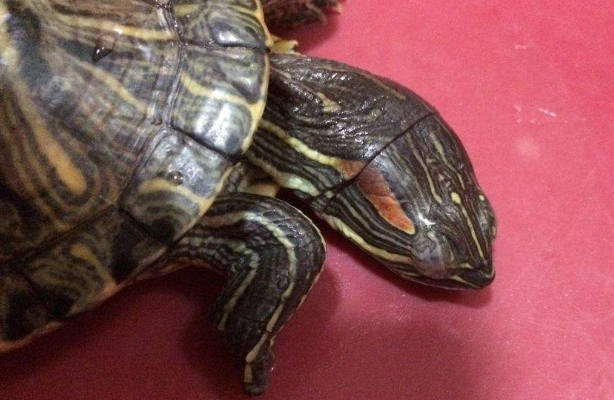 乌龟睡觉是闭眼睛的吗