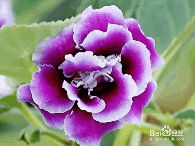 大岩桐的种植及管理要点