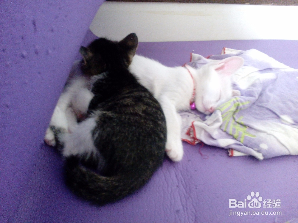 如果家里的猫不幸中招生出小猫,该怎么办