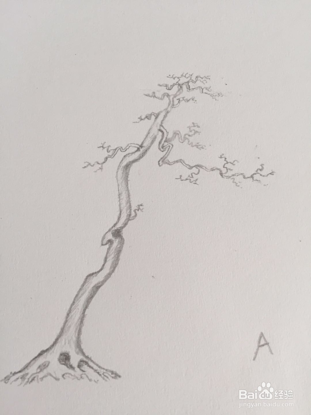 盆景设计构思——树势