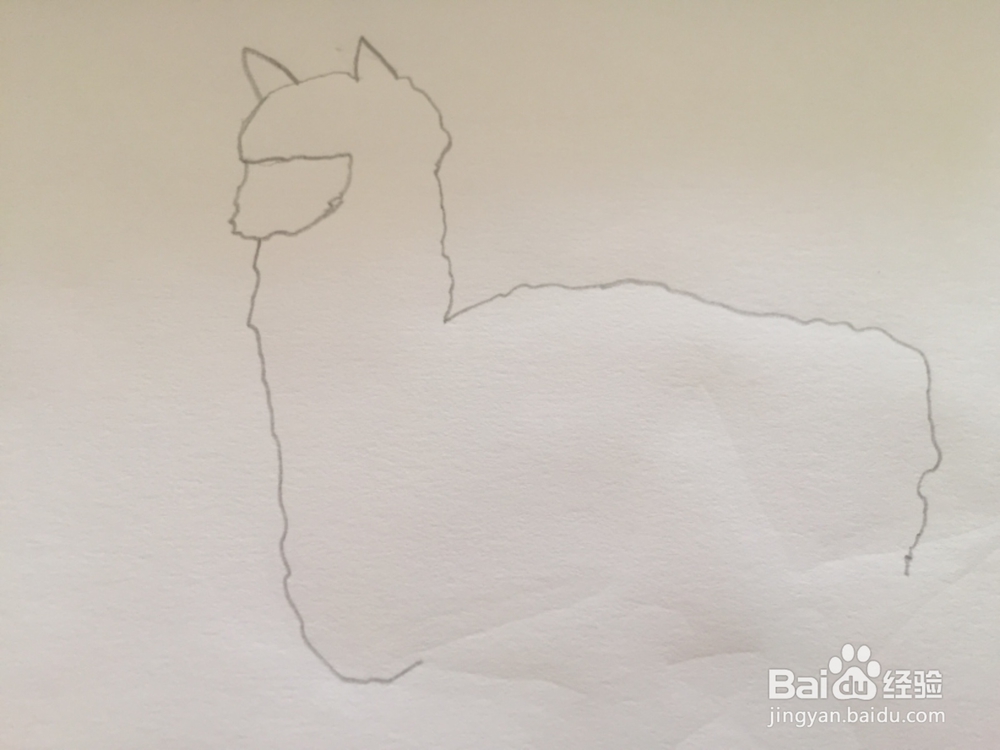 简笔画绘画羊驼