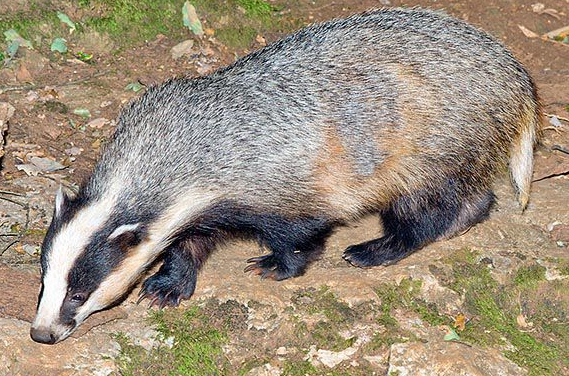 猯是怎样一种动物