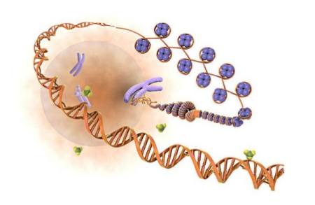 生物的遗传和变异是通过什么实现的