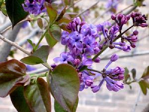 观赏树要怎么修剪呢