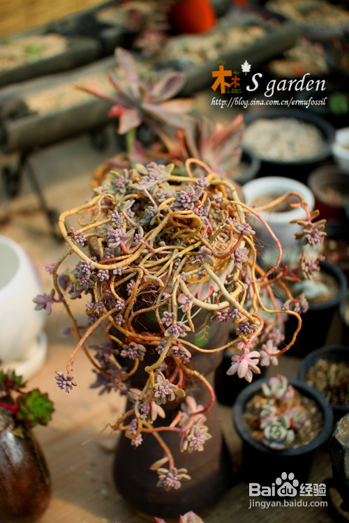 植物摄影小窍门+皮神山大王记