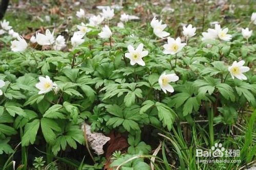 <b>花卉冻伤了最有效的补救方法</b>