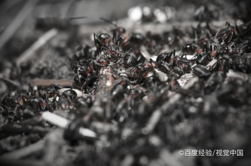 治蚂蚁最有效的方法是什么?